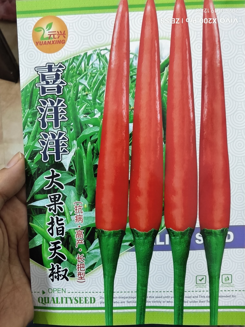 喜洋洋大果型朝天椒种子，高产抗病好管理，厂家直销，招代理