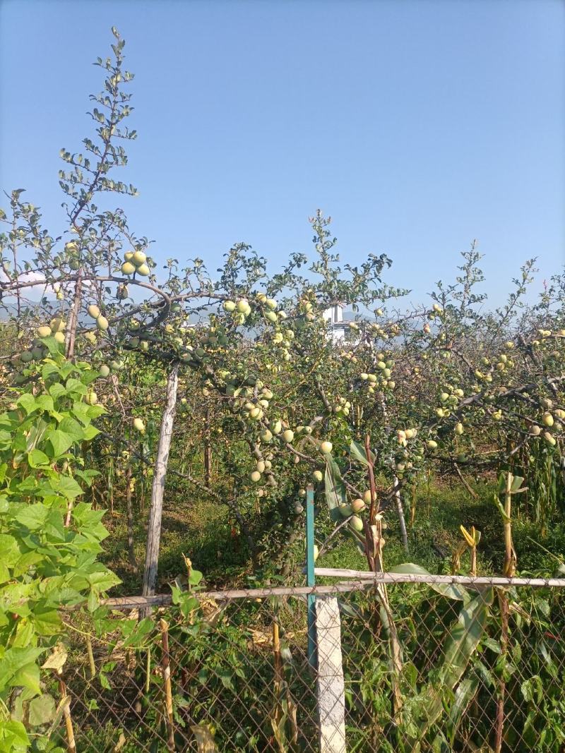 预售新鲜梅子（农历五月中旬上市）。酸木瓜7月底上市