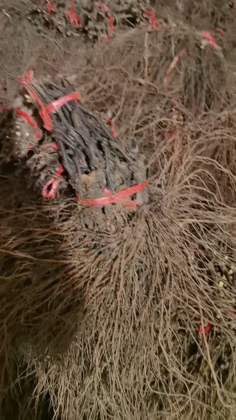 晚红红提葡萄苗