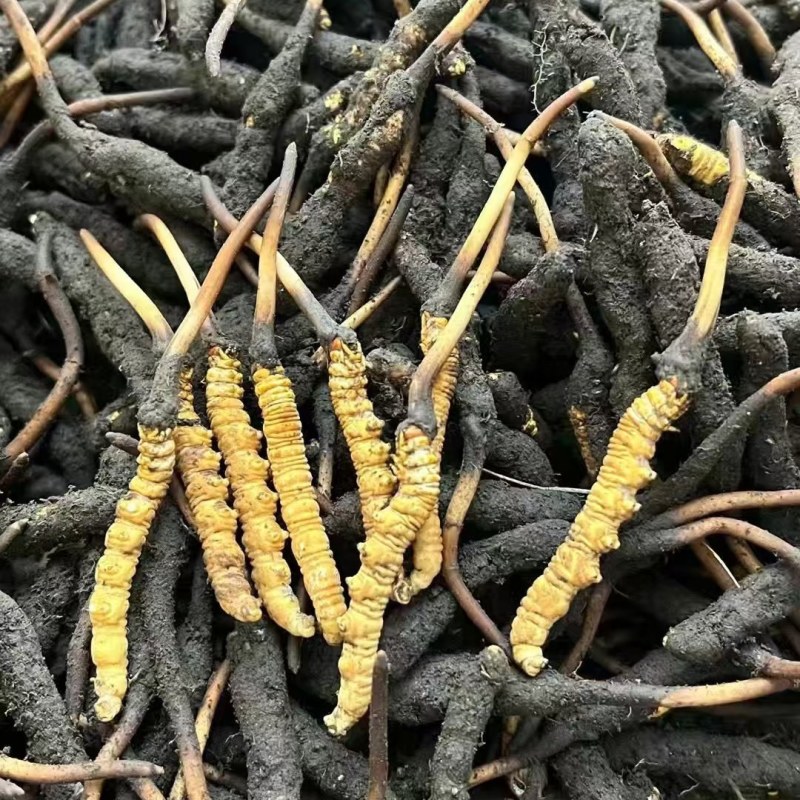 新鲜虫草大量上市，欢迎老板订购，量大从优