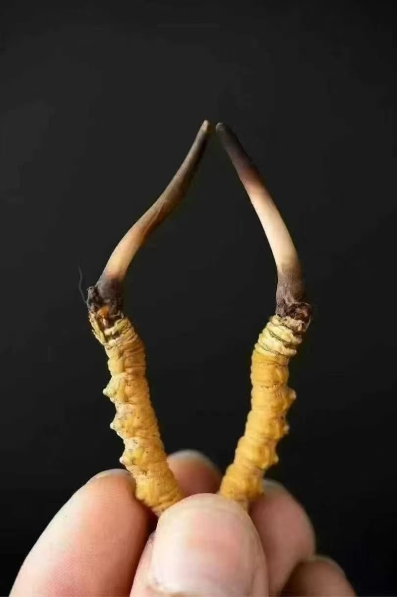 新鲜虫草大量上市，欢迎老板订购，量大从优