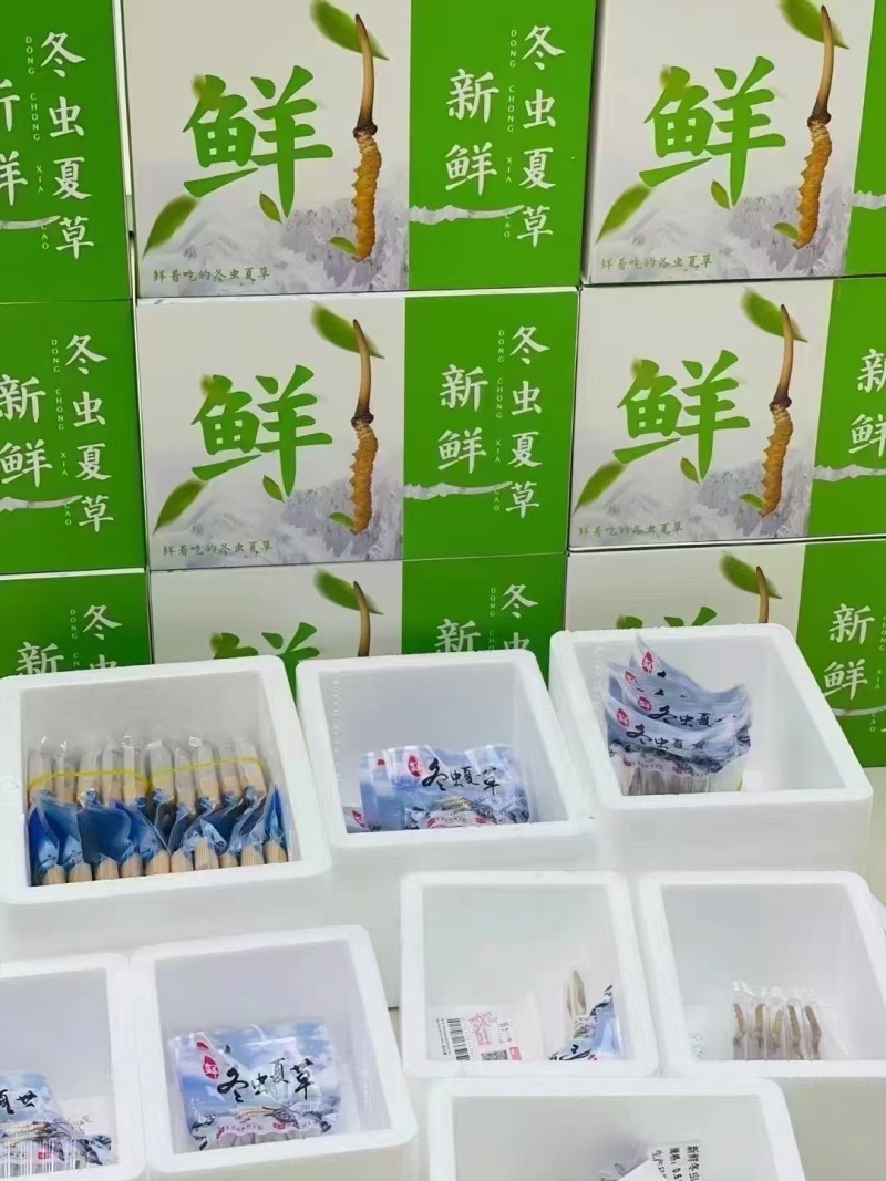 新鲜虫草大量上市，欢迎老板订购，量大从优
