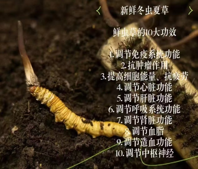 新鲜虫草大量上市，欢迎老板订购，量大从优