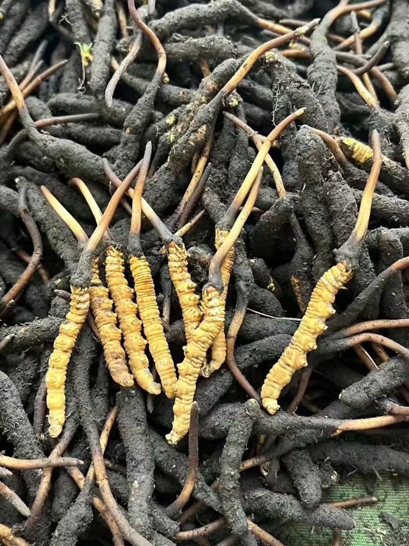 新鲜虫草大量上市，欢迎老板订购，量大从优