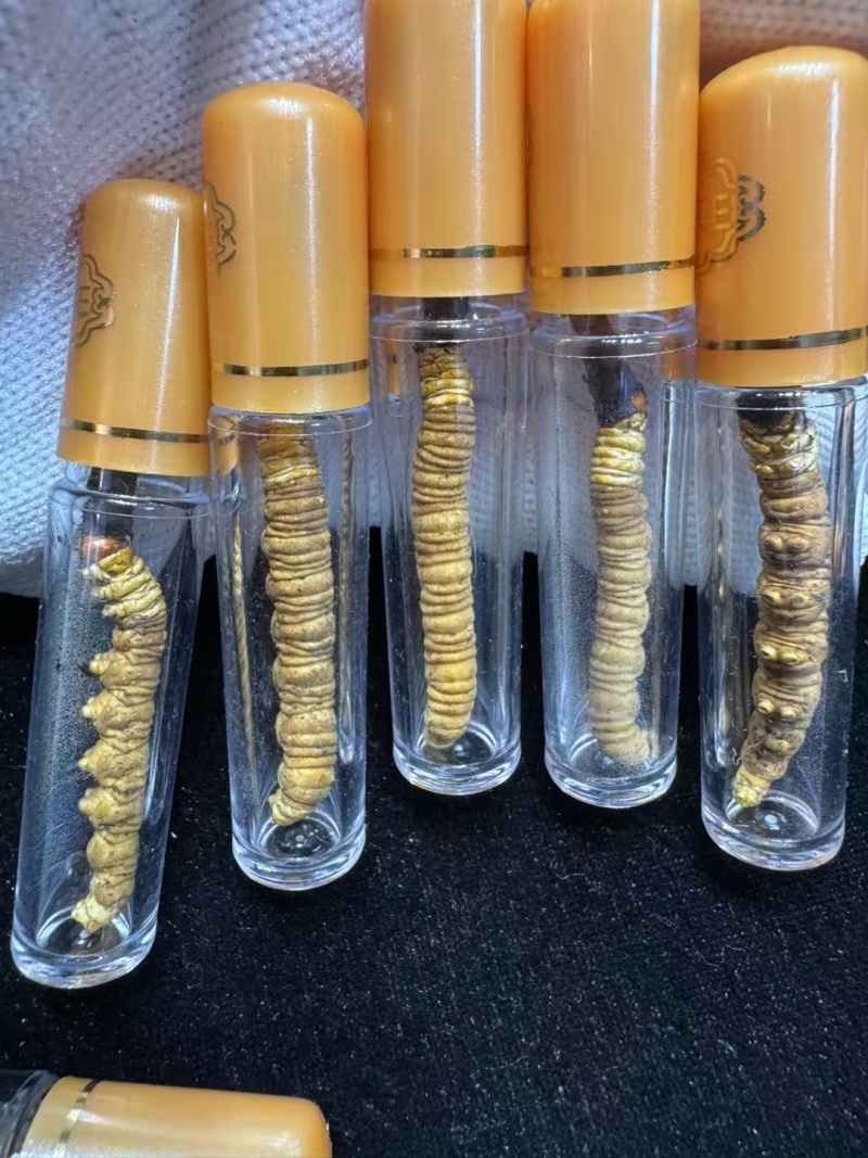 新鲜虫草大量上市，欢迎老板订购，量大从优