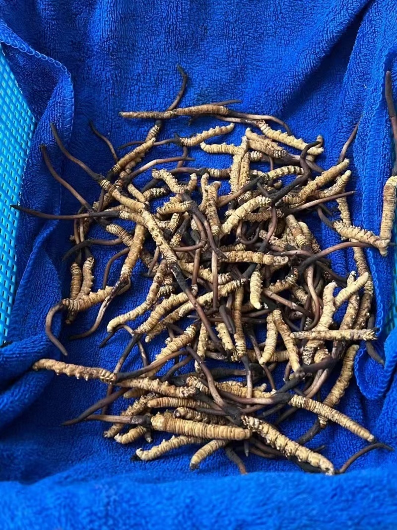 新鲜虫草大量上市，欢迎老板订购，量大从优