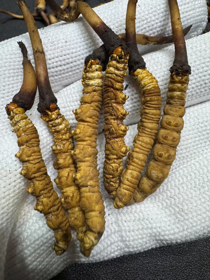 新鲜虫草大量上市，欢迎老板订购，量大从优