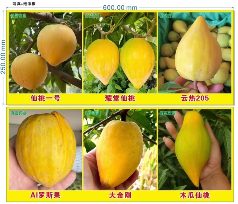 鸡蛋果、蛋黄果，云南西双版纳热带水果，