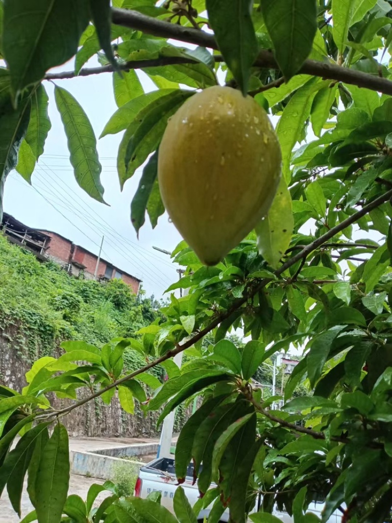 鸡蛋果、蛋黄果，云南西双版纳热带水果，