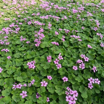 醡浆草