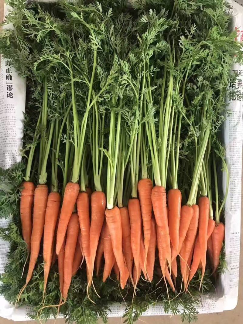 厦门翔安版田七寸
