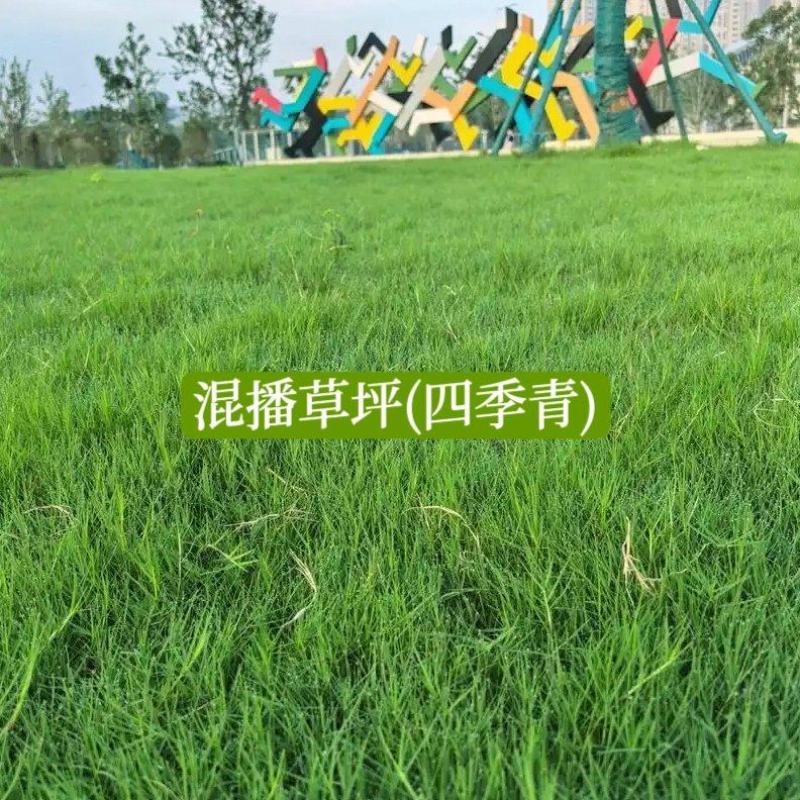 暖季型草籽
