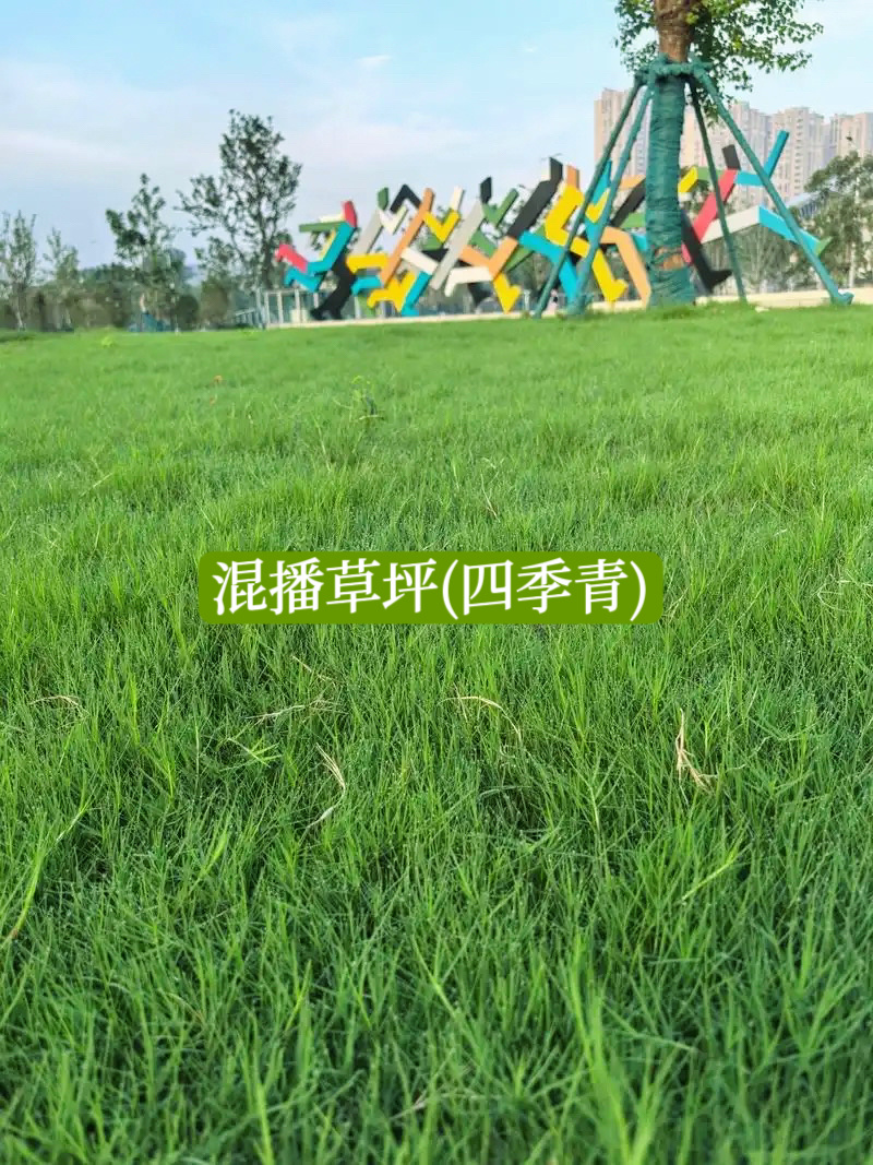 暖季型草籽