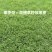 暖季型草籽