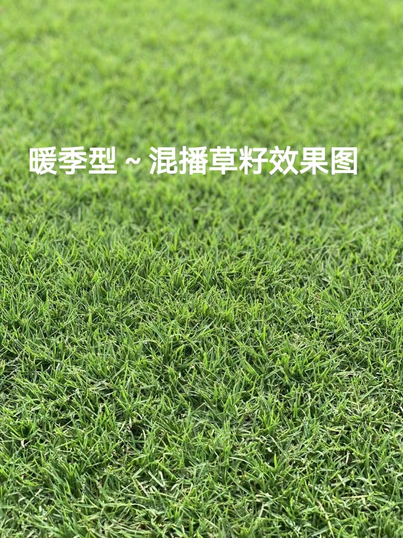暖季型草籽