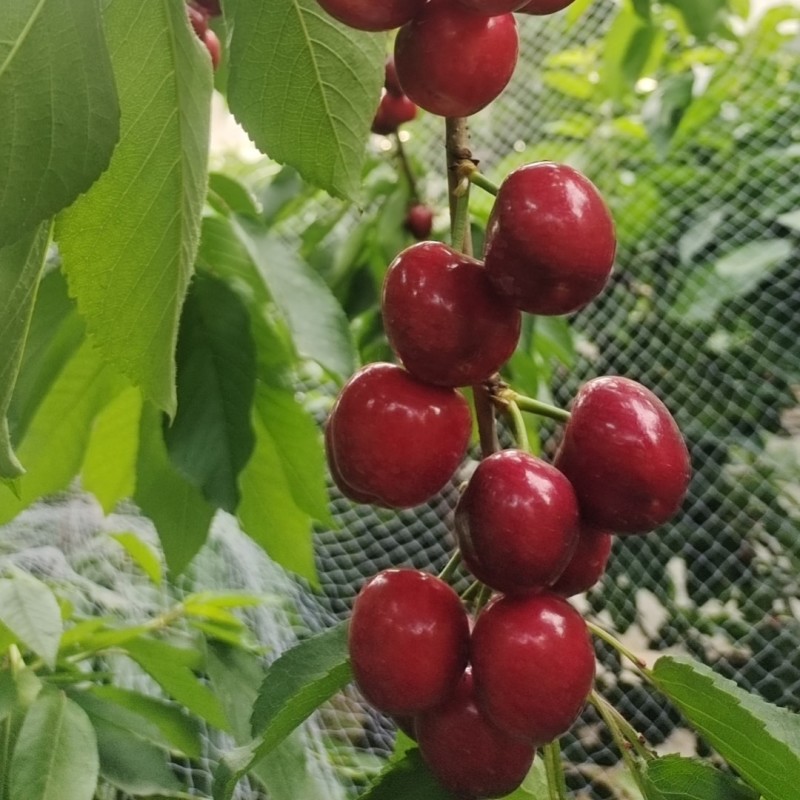 陕西铜川大樱桃，各种品种，布鲁克斯，萨米脱，黄果