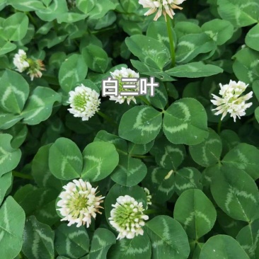 白三叶