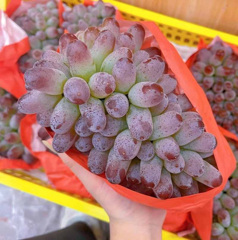 自带茉莉花香的葡萄/云南葡萄/电商～商超～批发～社区团购