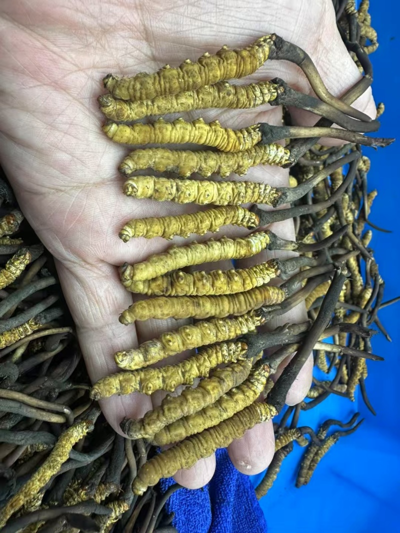 新鲜虫草大量上市，欢迎老板订购，量大从优