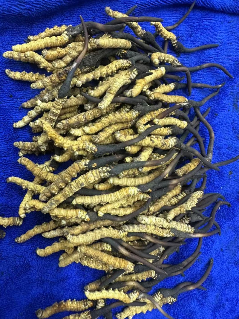 新鲜虫草大量上市，欢迎老板订购，量大从优
