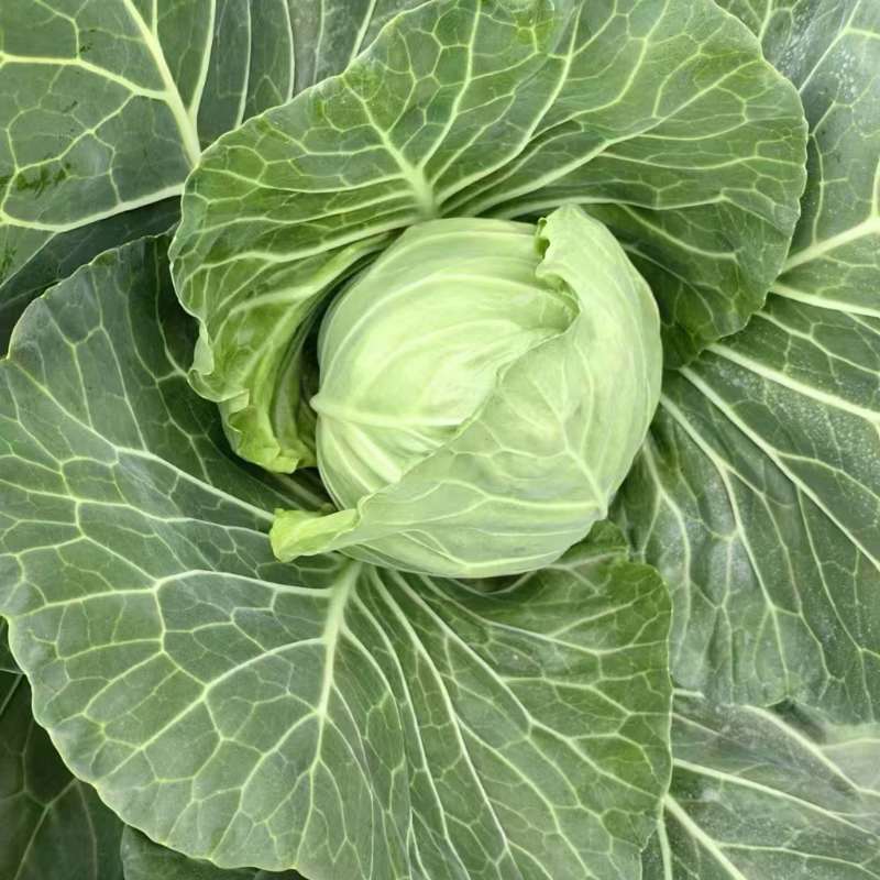 包菜圆白菜