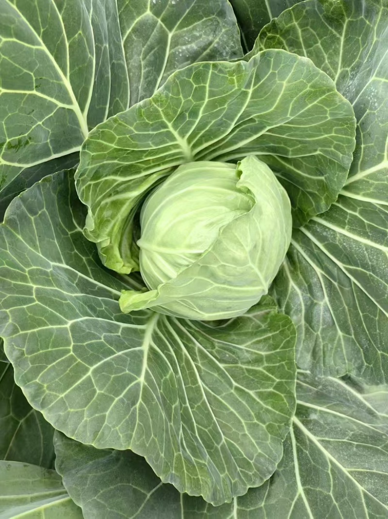 包菜圆白菜