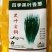黑叶金刚黑叶香葱种子四季小香葱耐热耐寒春夏秋山东小葱种子