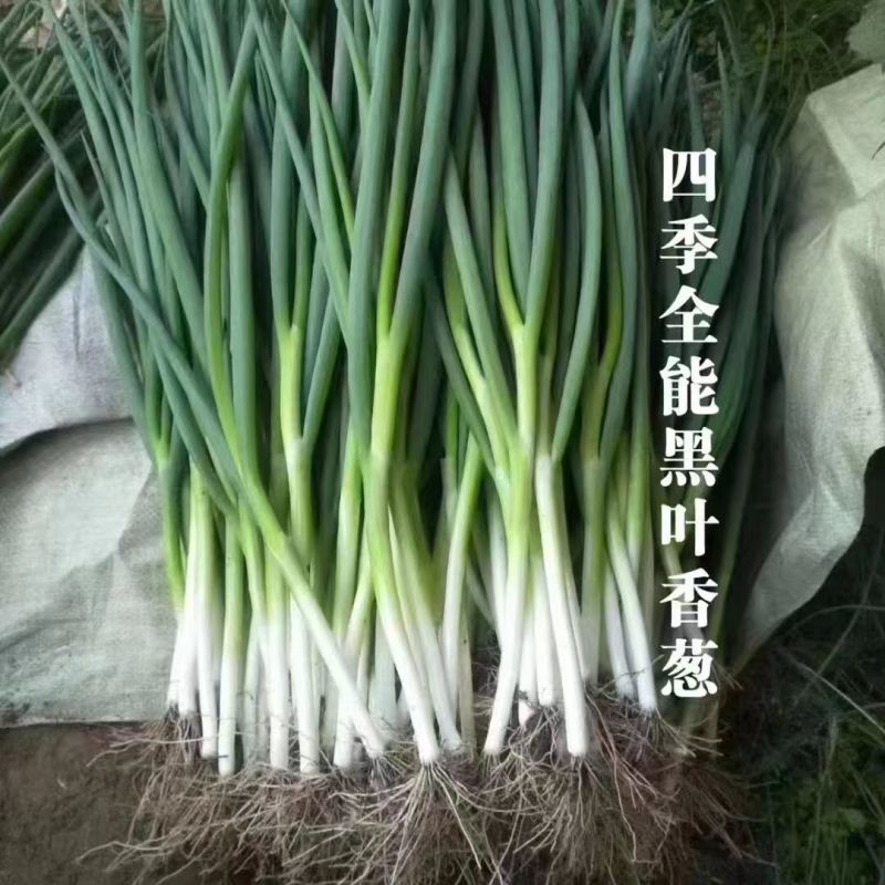 黑叶金刚黑叶香葱种子四季小香葱耐热耐寒春夏秋山东小葱种子