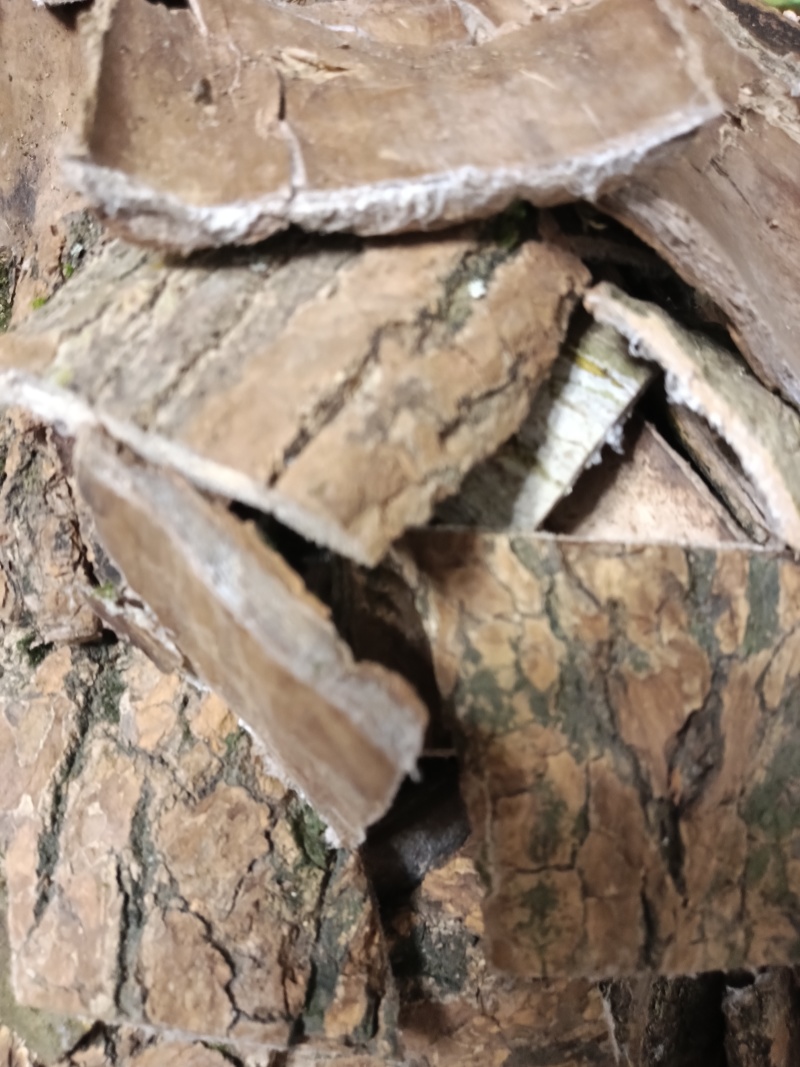 杜仲片1斤起售，杜仲板皮百斤批发，