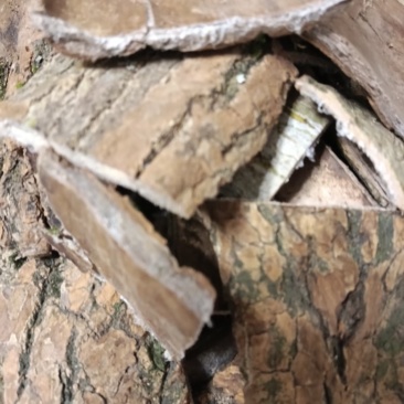 杜仲片1斤起售，杜仲板皮百斤批发，