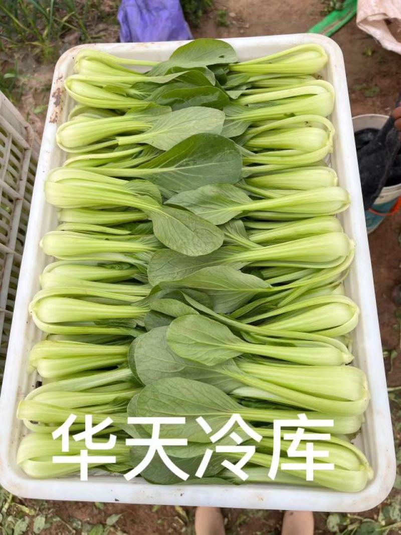 河南上海青/商丘油菜/-对接商超市场量大从优
