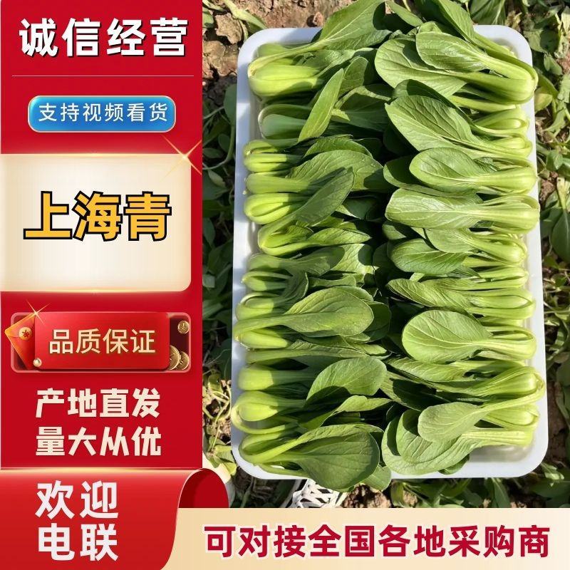 河南上海青/商丘油菜/-对接商超市场量大从优