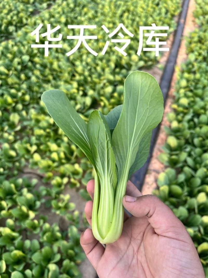 河南上海青/商丘油菜/-对接商超市场量大从优