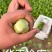 河南上海青/商丘油菜/-对接商超市场量大从优