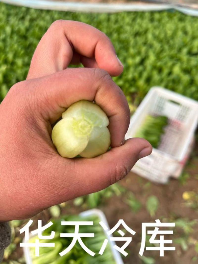 河南上海青/商丘油菜/-对接商超市场量大从优