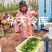 河南上海青/商丘油菜/-对接商超市场量大从优