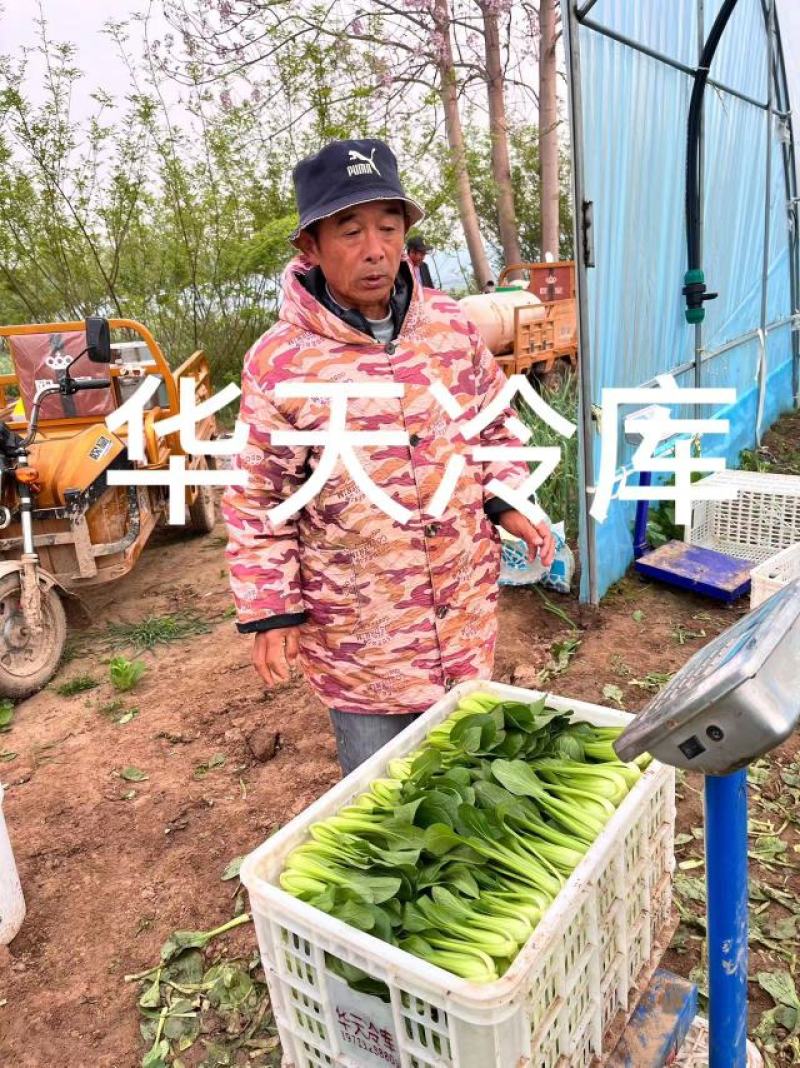河南上海青/商丘油菜/-对接商超市场量大从优