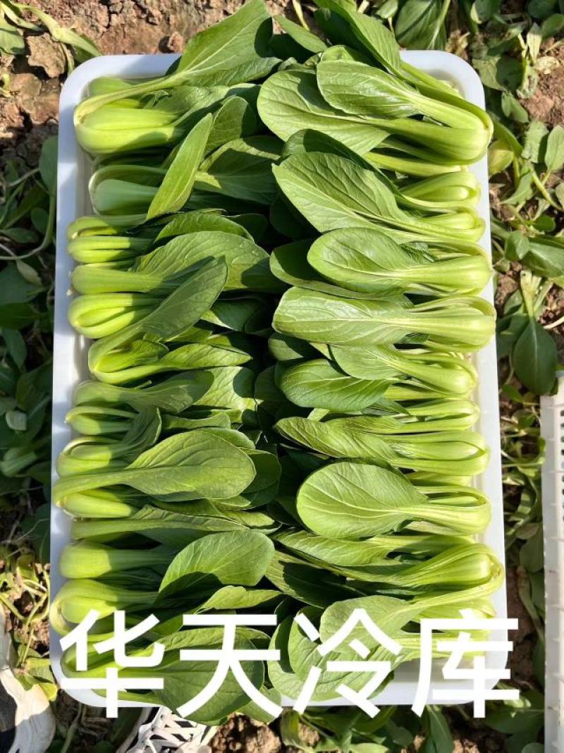 河南上海青/商丘油菜/-对接商超市场量大从优