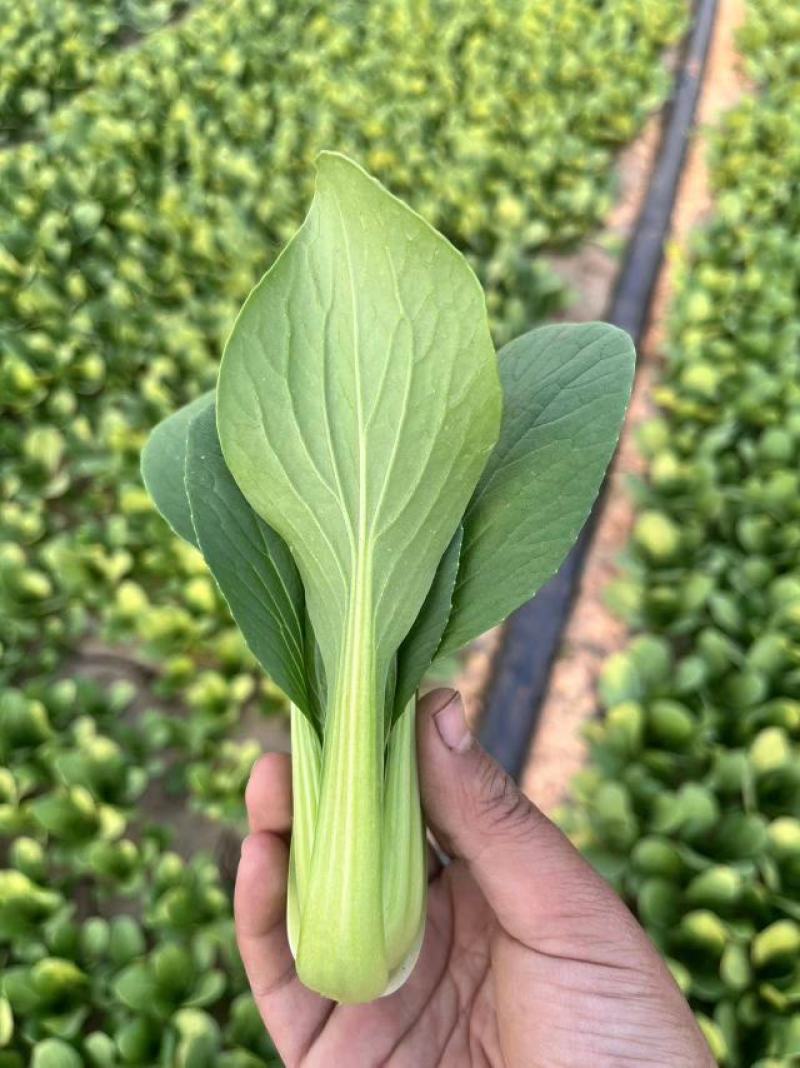 河南上海青/商丘油菜/-对接商超市场量大从优