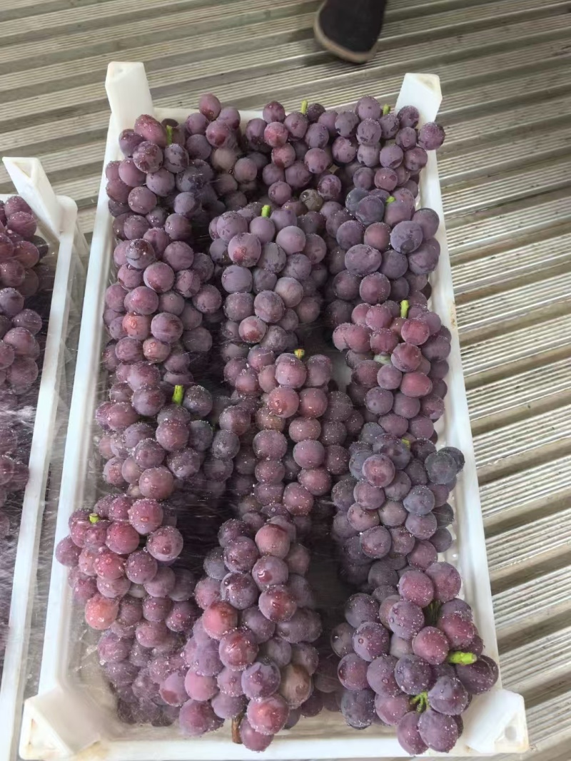 巨峰葡萄，乒乓球葡萄，藤稔葡萄聊城产地货源充足产地直发！
