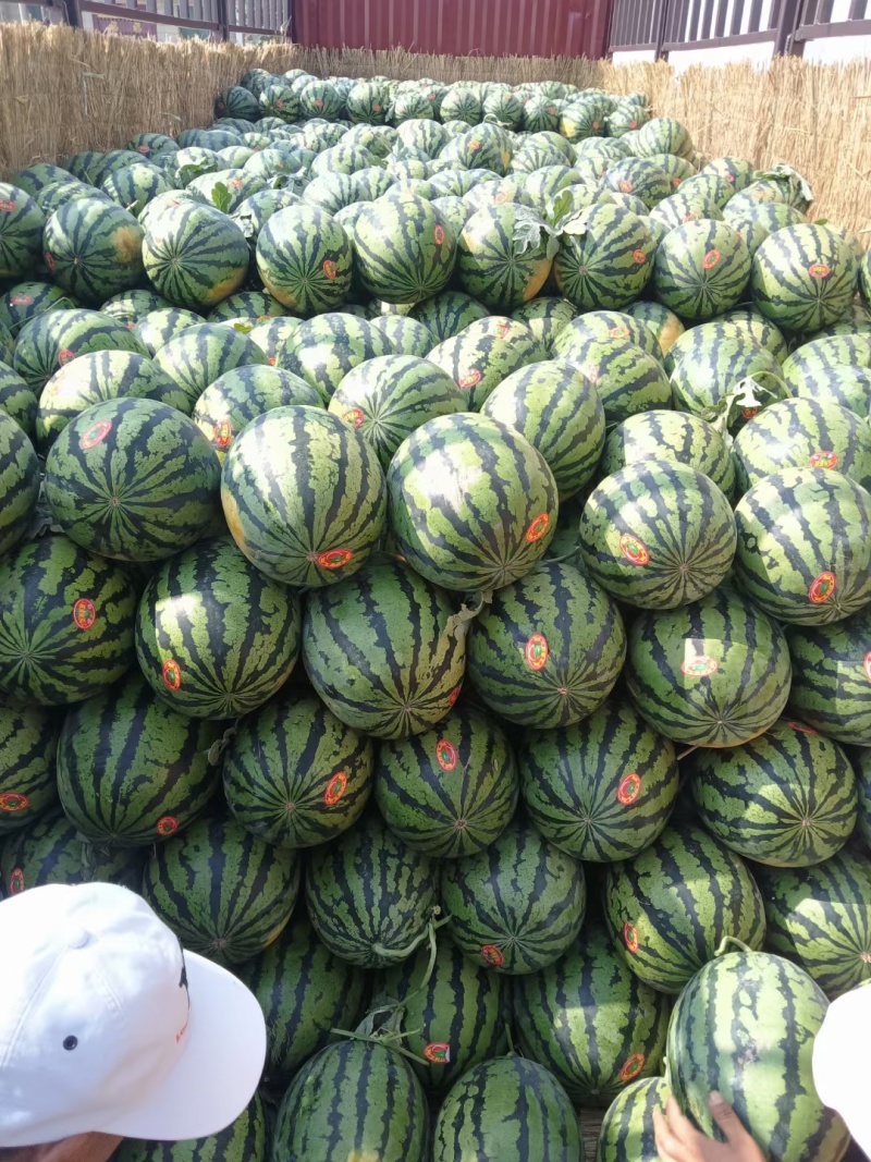 精品陕西甜王西瓜产地供应量大从优质量保证欢迎咨询