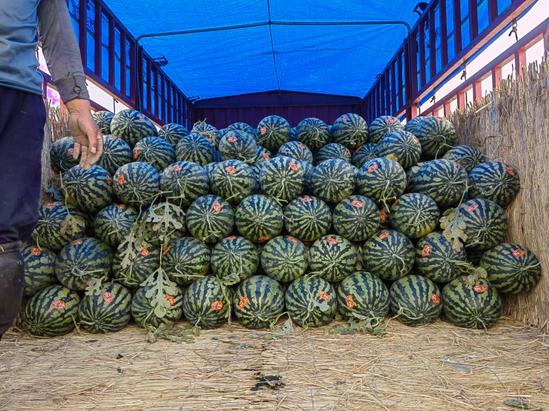 精品陕西甜王西瓜产地供应量大从优质量保证欢迎咨询
