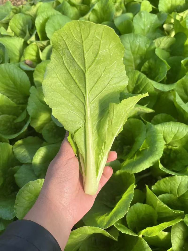 河南快菜-全年有货全国发货保质保量