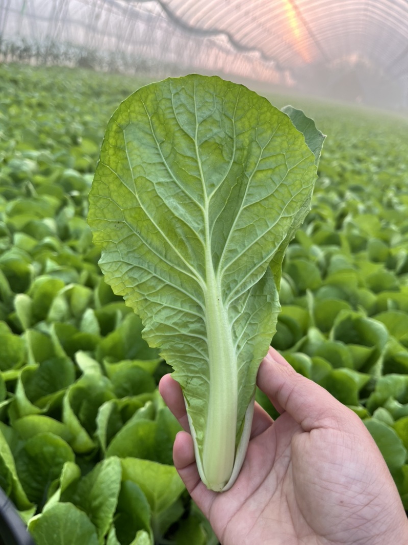 河南快菜-全年有货全国发货保质保量