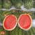 陕西西瓜，甜王西瓜🍉大量上市中，品质保证，物美价廉