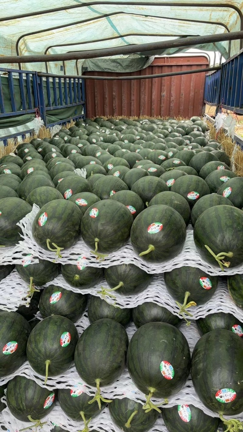 陕西西瓜，甜王西瓜🍉大量上市中，品质保证，物美价廉