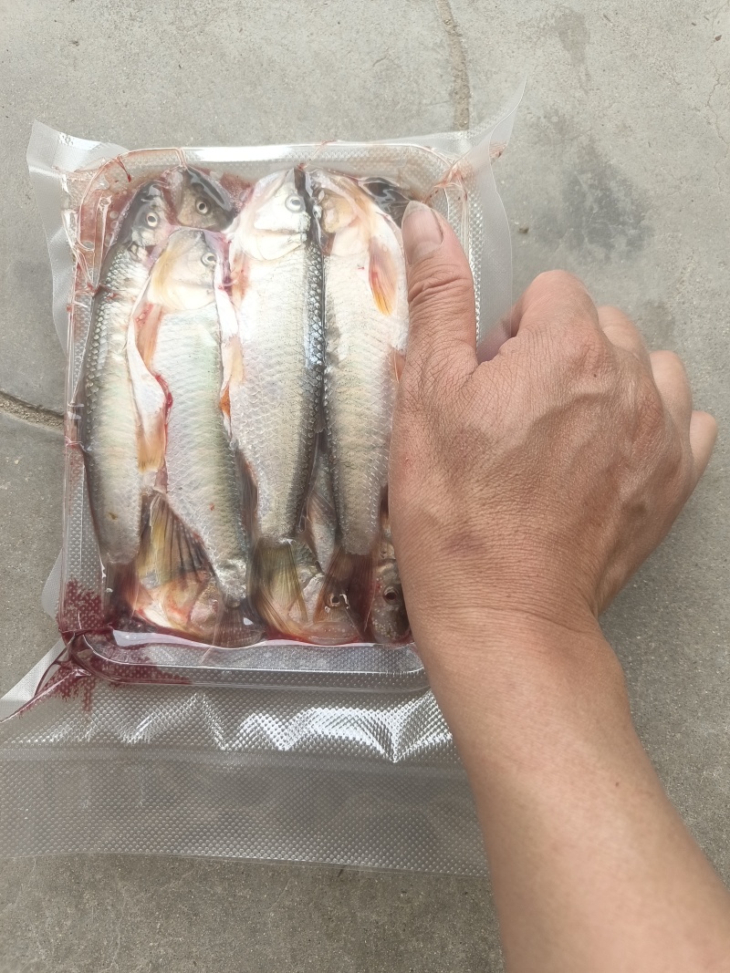 溪流马口，各种溪流鱼货都有，常年有专业人士抓的溪流鱼