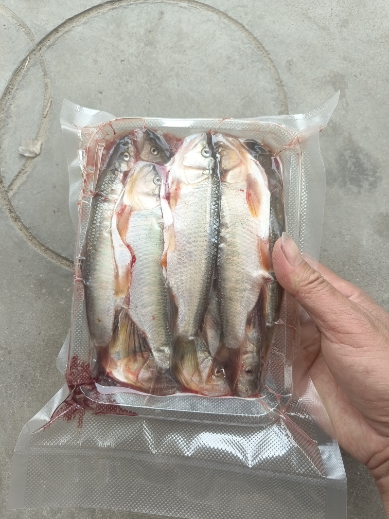 溪流马口，各种溪流鱼货都有，常年有专业人士抓的溪流鱼