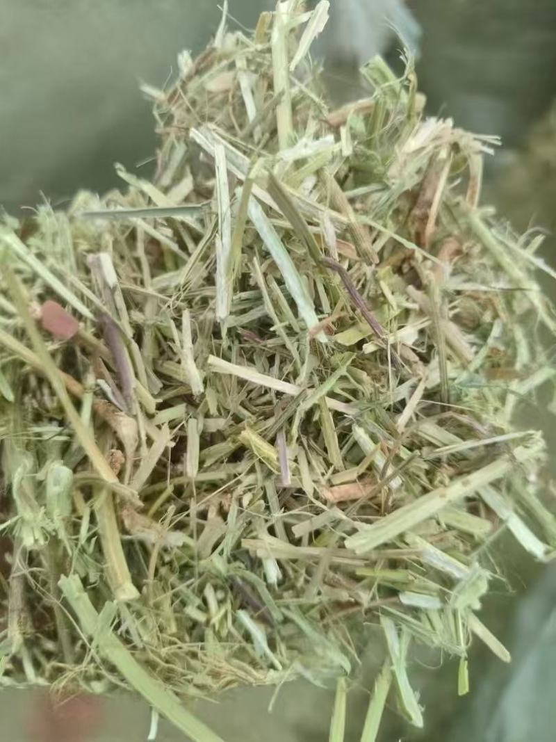 花生秧段花生叶粉大量上市产地直发价格优惠欢迎来电