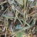 花生秧段花生叶粉大量上市产地直发价格优惠欢迎来电